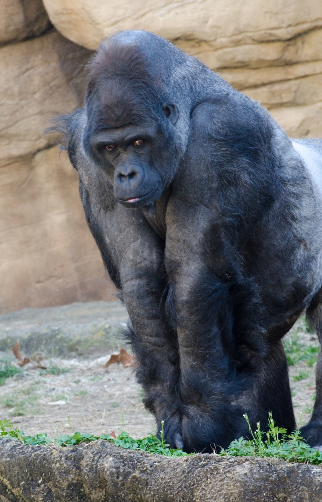 lowland gorilla 6712