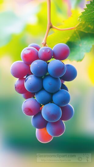 luster of blue purple grapes growing in a vineyard