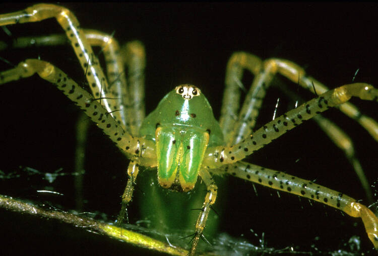 Lynx spider close-up