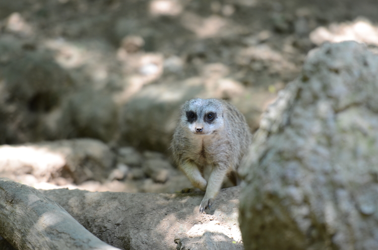 meerkat sitting on rocks in the shad