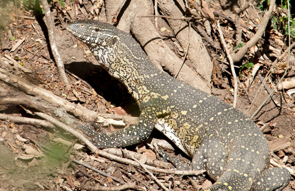 Monitor Lizard