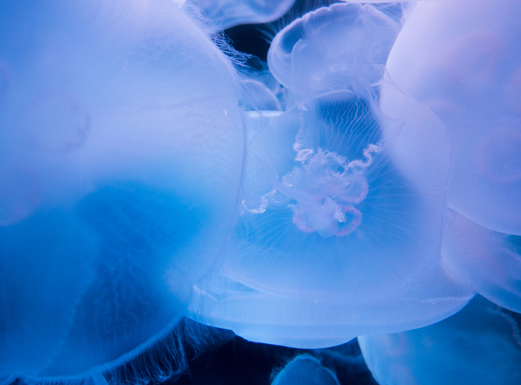 Moon jelly Aurelia blue