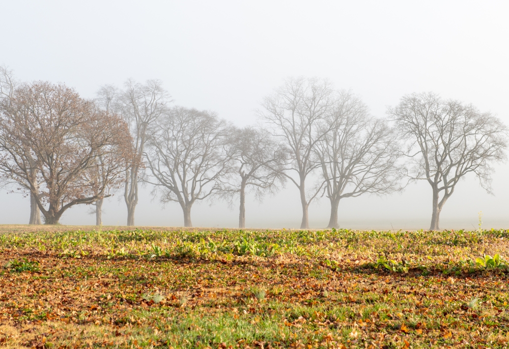 morning sun with fog in the background1