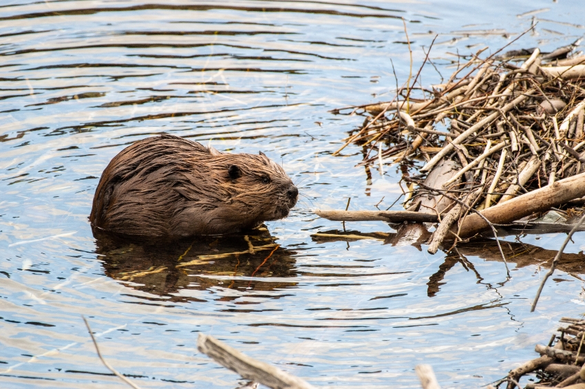 north american beaver lake glacier national park