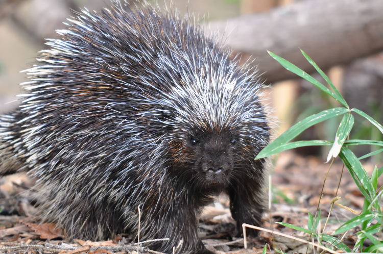 North American Porcupine