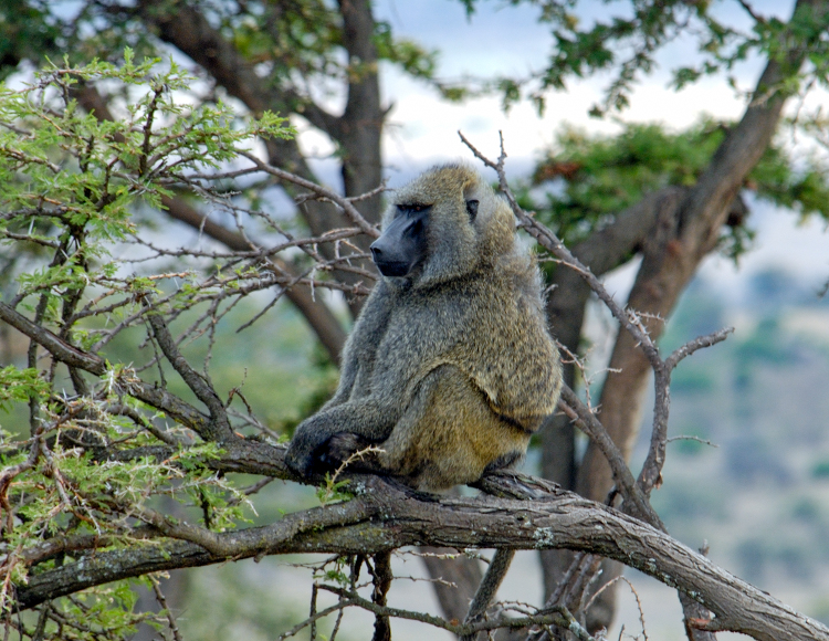 olive Baboon amoung teee branches lake nakuru kenya africa