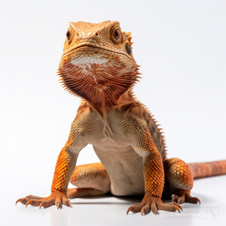 orange lizard isolated on white background