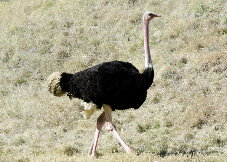 Ostrich