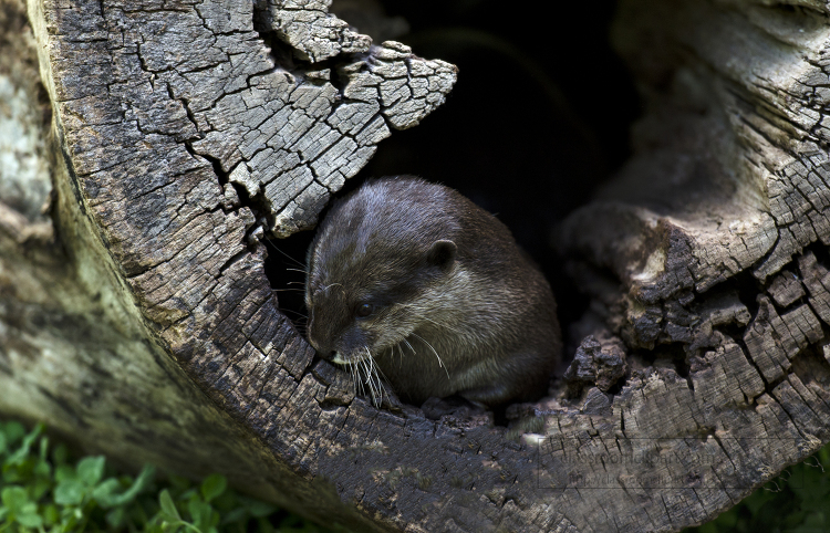 otterintreetrunk19a