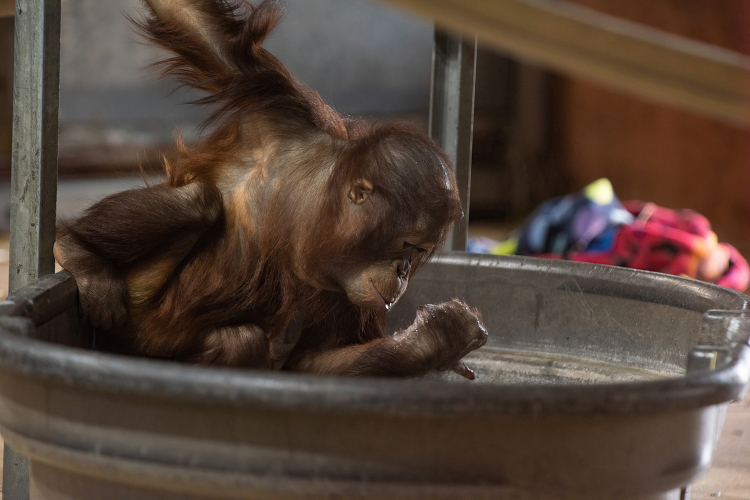 Photo of Juvenile Bornean Orangutan