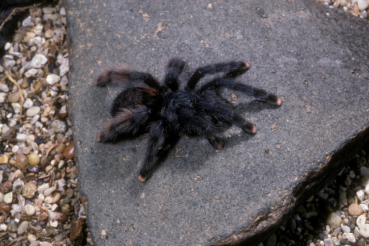 Pink Toed Tarantula