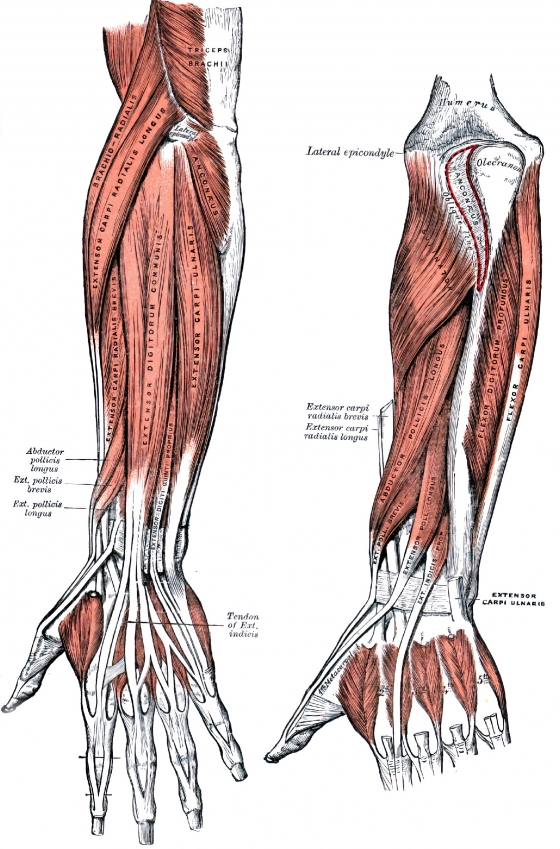 posterior surface of the forearm human anatomy