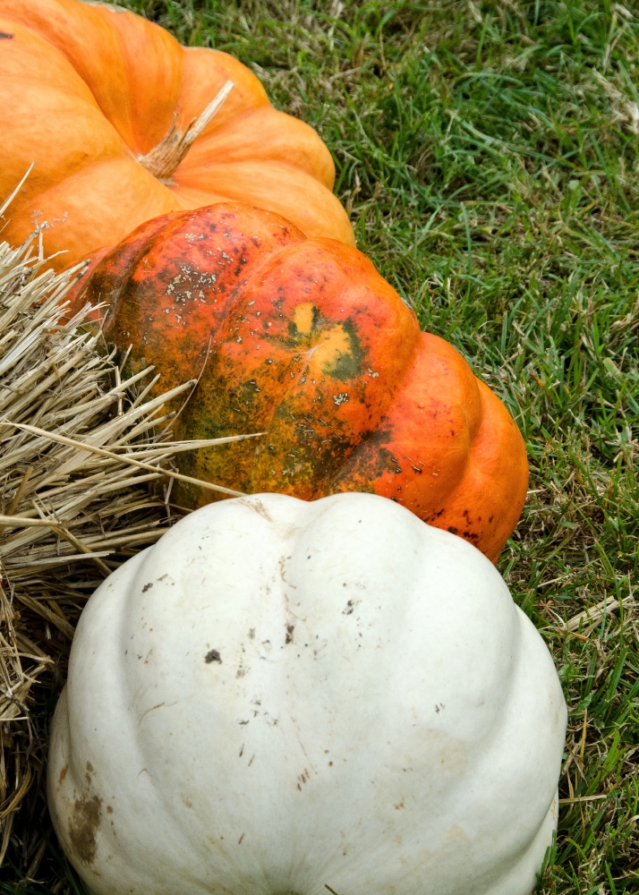 Pumkins on Grass