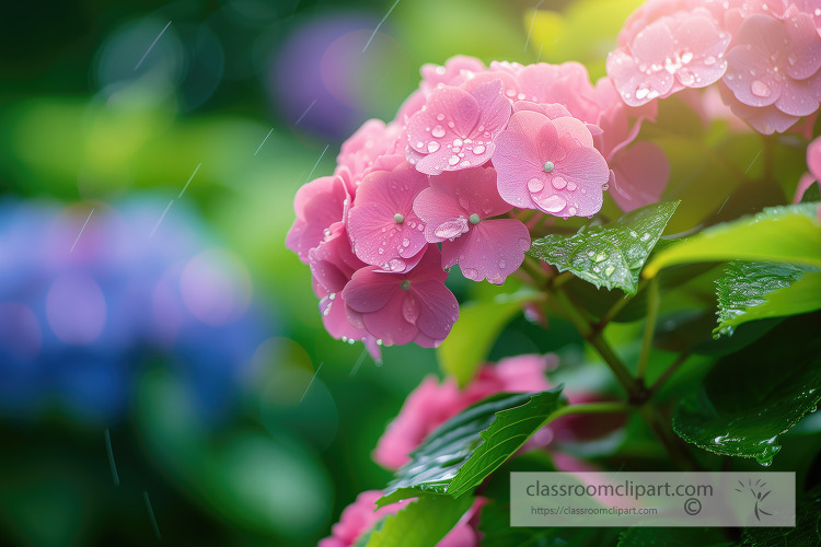 rain falling on a pink hydranga