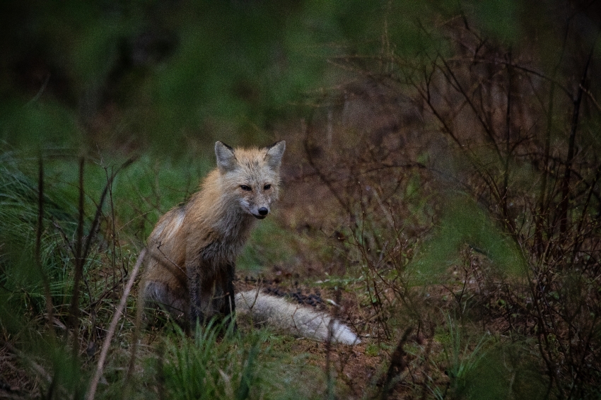 red fox in montana mountains