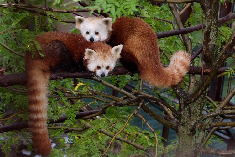 Red Panda