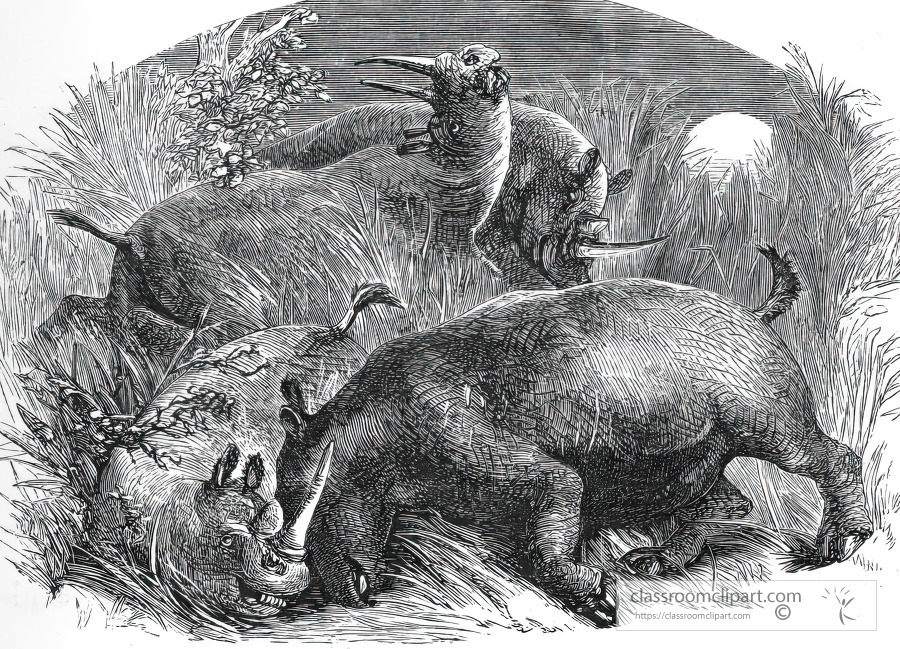 rhinoceros 004 historical illustration africa