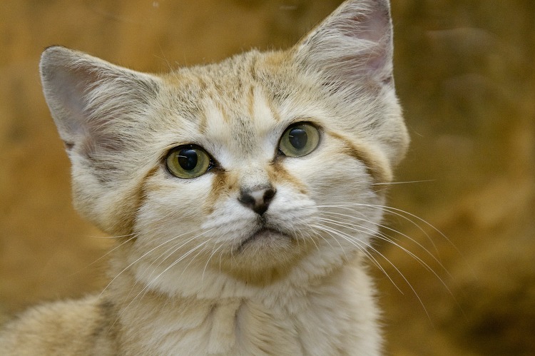 Sand Cat face