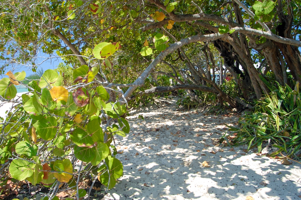 sandy walkway to the beach in the caribbean