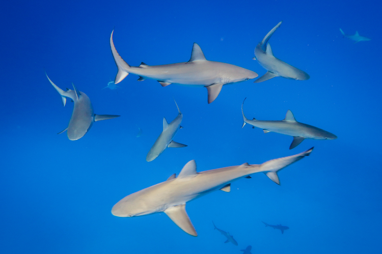 School of Sharks