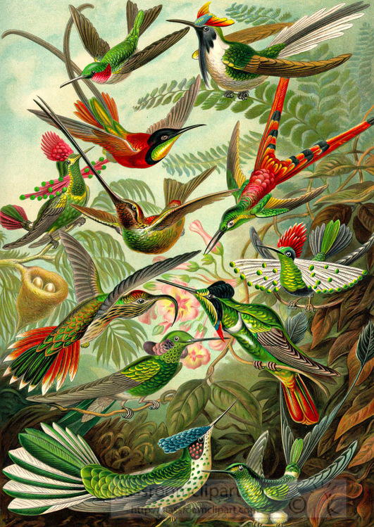 scientific illustration of various species of colorful birds