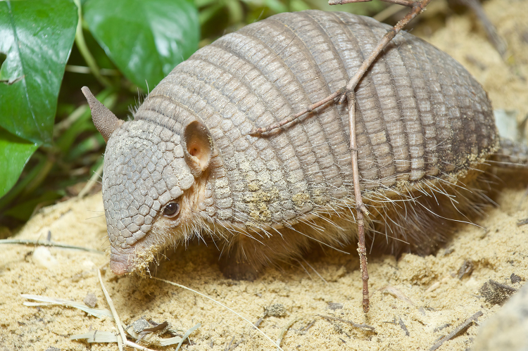 Screaming Hairy Armadillo