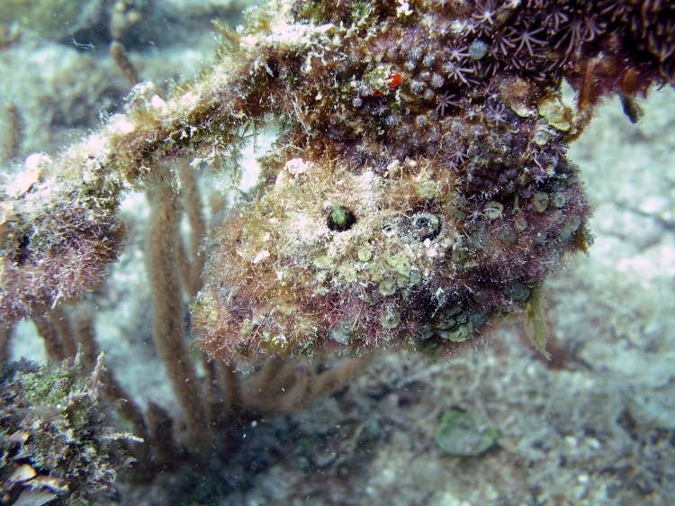 secretary blenny fish