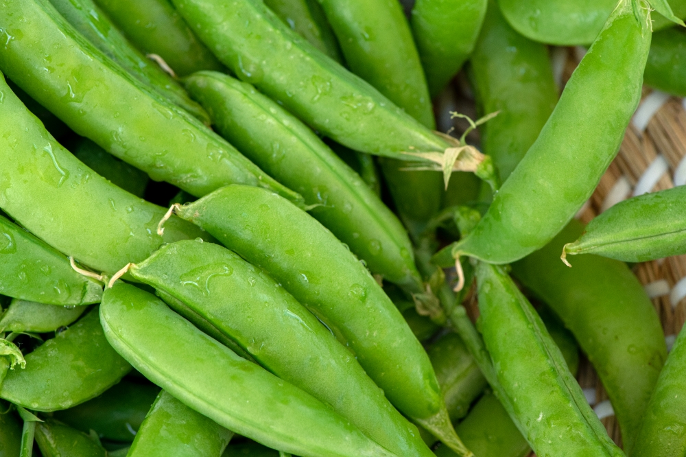 shot of ripe pea pods_0299