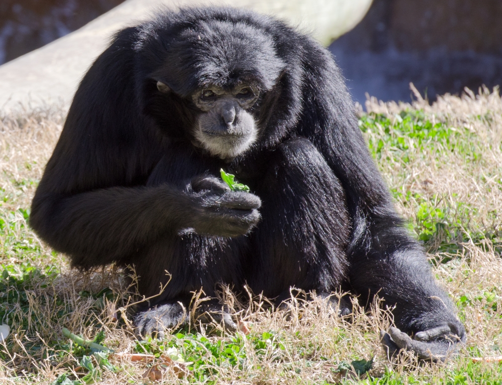 siamang eating 6486 copy