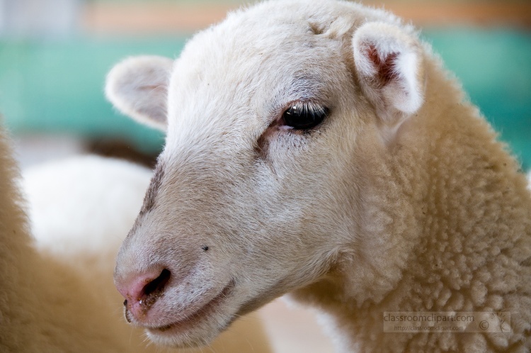 side view of sheep face closeup