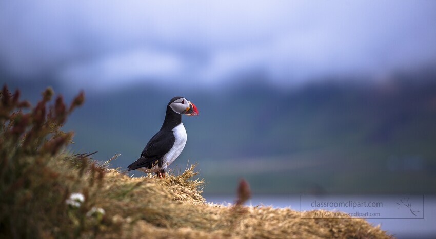 single atlantic puffin overlooks coast in iceland