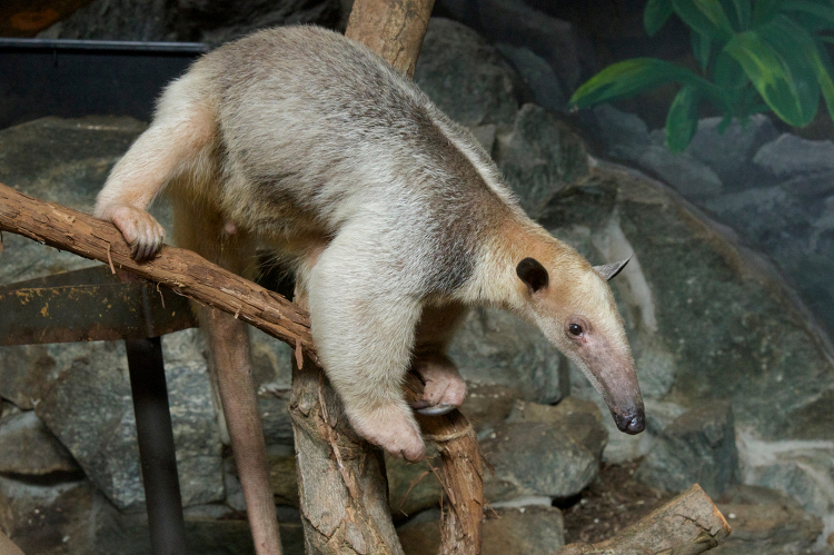 Southern Tamandua carefully limbs down tree branch