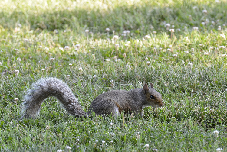 squirrelongrass