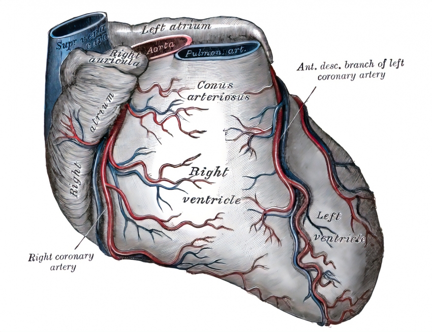 sternocostal surface of the heart human anatomy