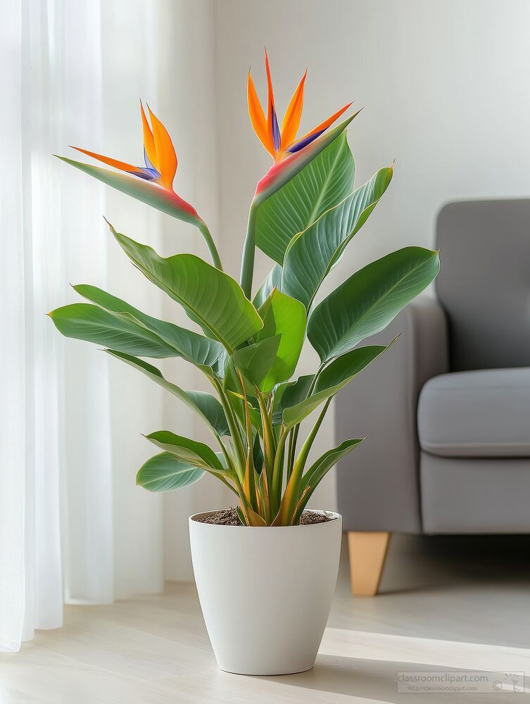 A vibrant Strelitzia reginae with striking orange flowers is displayed in a modern living room. The plant sits in a white pot against a soft white background, exuding a cheerful ambiance.