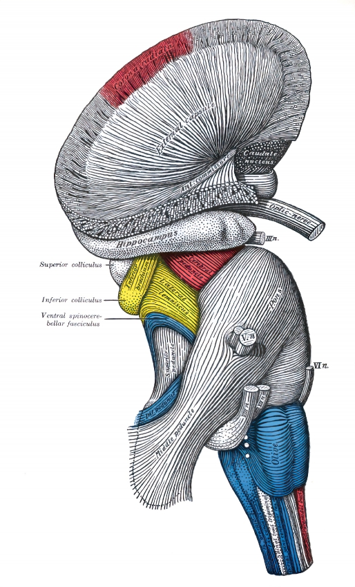 superficial dissection of brain stem human anatomy