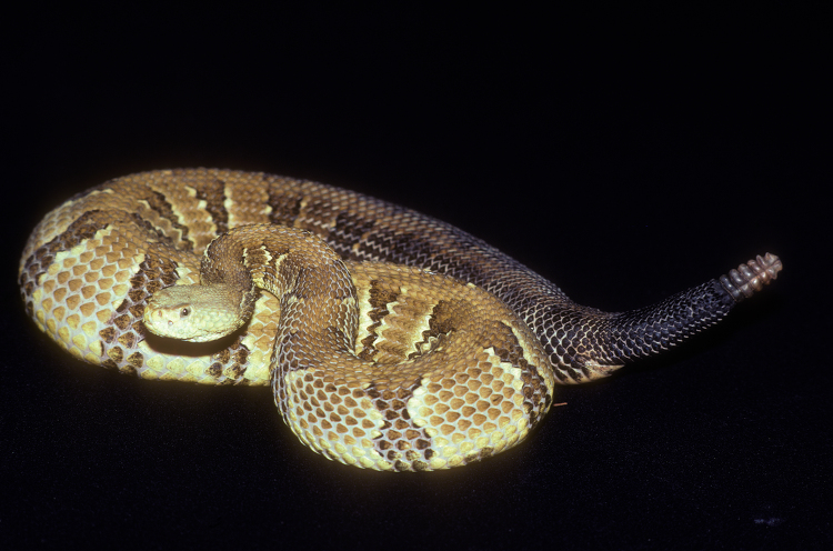 Timber Rattlesnake