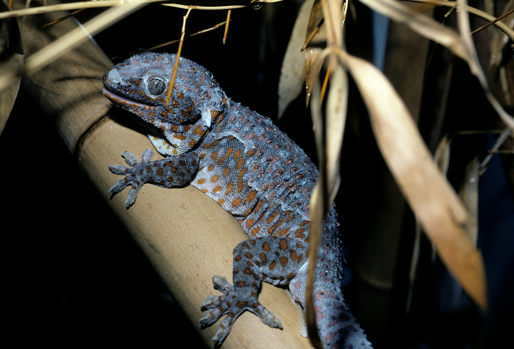 Tokay Gecko