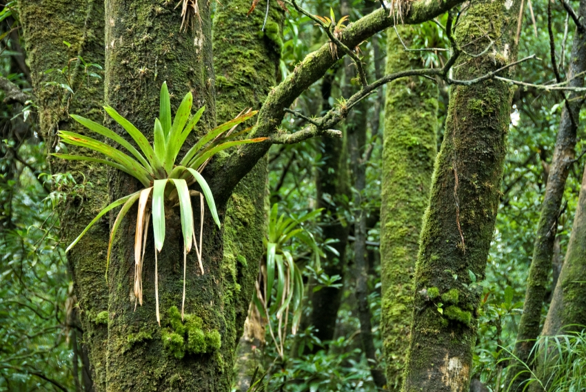 Tropical Rain Forest Moss and Bromeliads