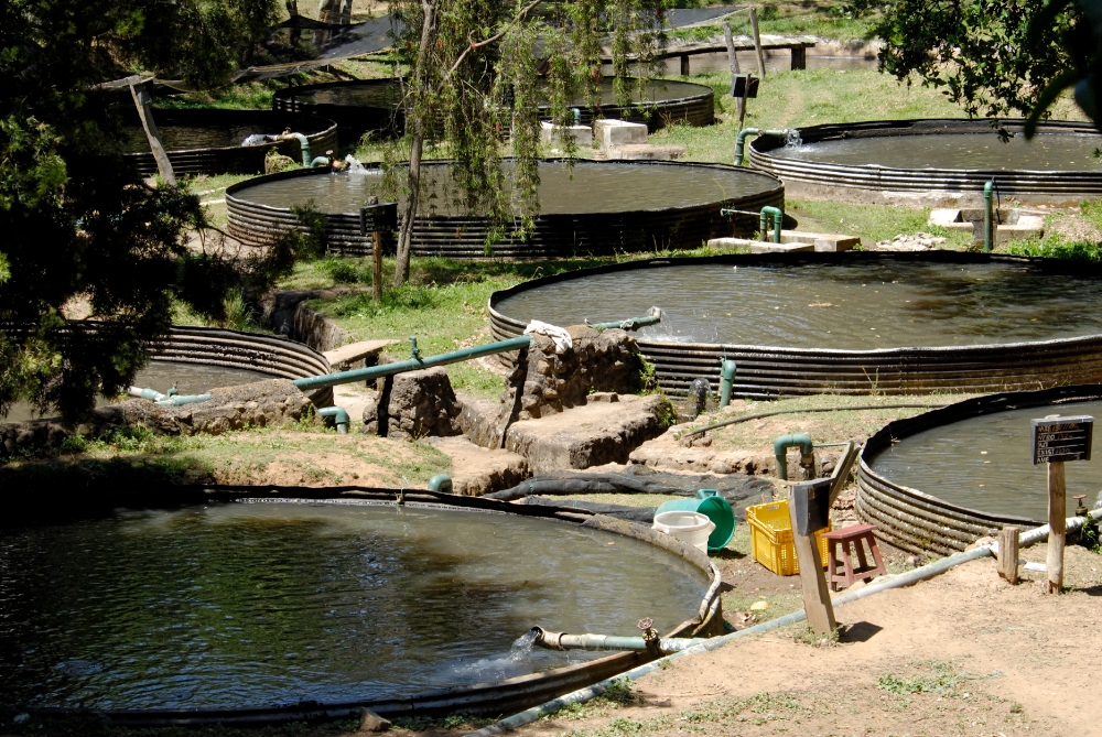 Trout Farm Kenya Africa