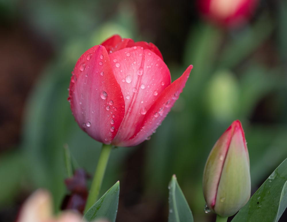 tulip flower and emerging tulip flower image 5153