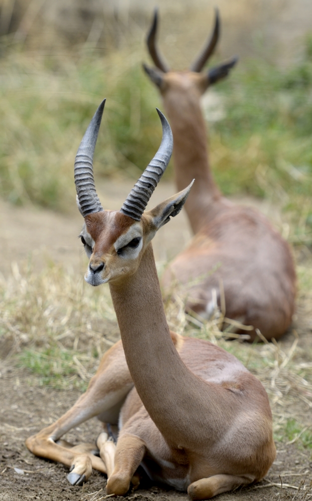 two gerenuk 1246A