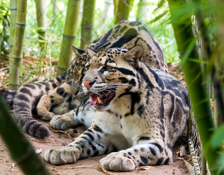 two leopards side by side near bamboo