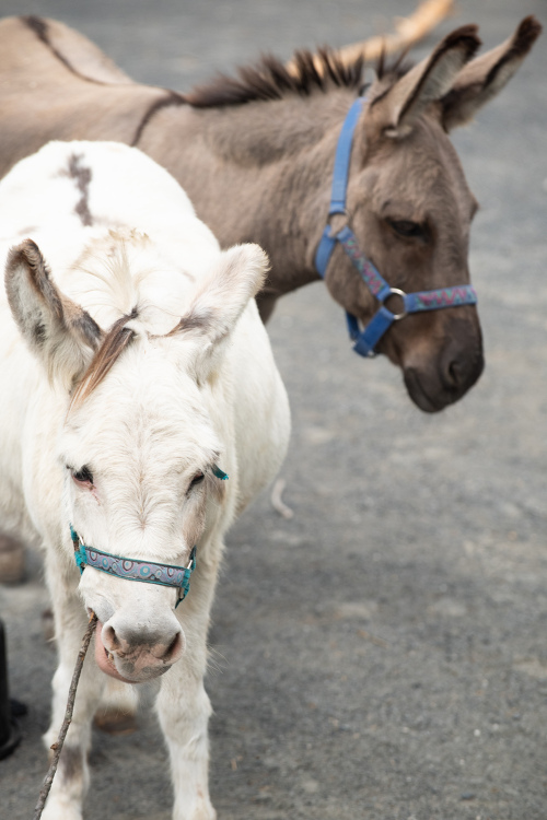 two miniature donkeys