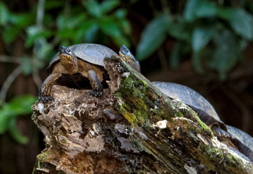 Two Turles on Rock in Costa Rica