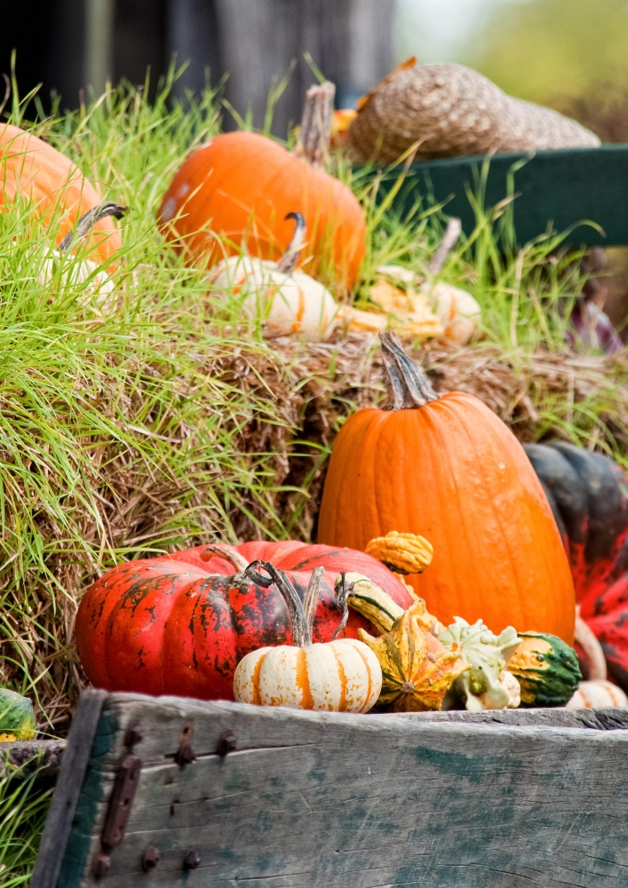 variety pumpkins gourds in old wooden wagon