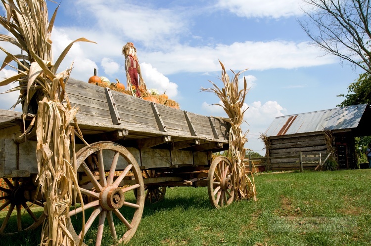 wagon with pumpkins on it in a field