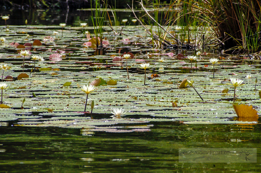 Water Lillies floating in river Belize
