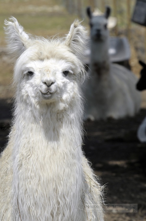 white llamas at farm photo 53