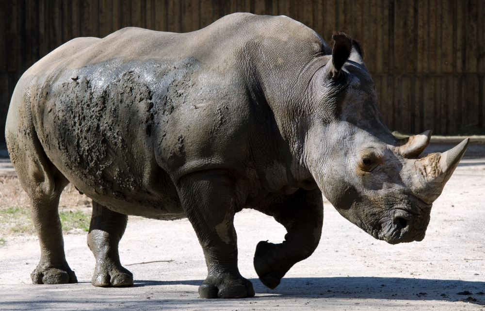 white rhinoceros side view